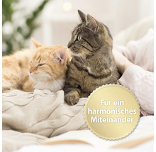 Zwei Katzen kuscheln auf einer Decke, daneben ein Siegel mit der Aufschrift Für ein harmonisches Miteinander