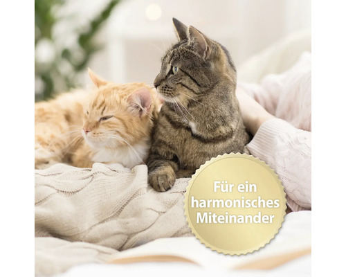 Zwei Katzen kuscheln auf einer Decke, daneben ein Siegel mit der Aufschrift Für ein harmonisches Miteinander
