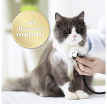 Tierarzt untersucht Katze mit Stethoskop. Siegel: Von Tierärzten empfohlen.