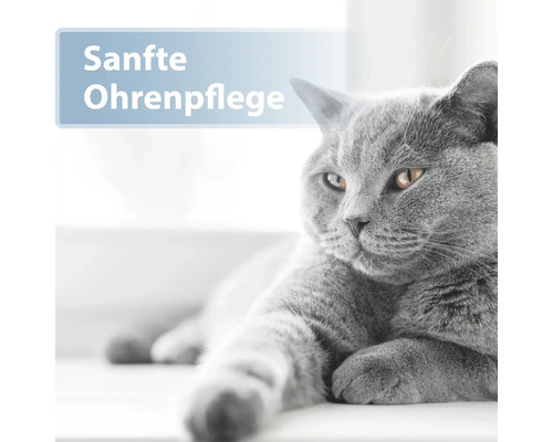 Graue Katze mit Textfeld Sanfte Ohrenpflege