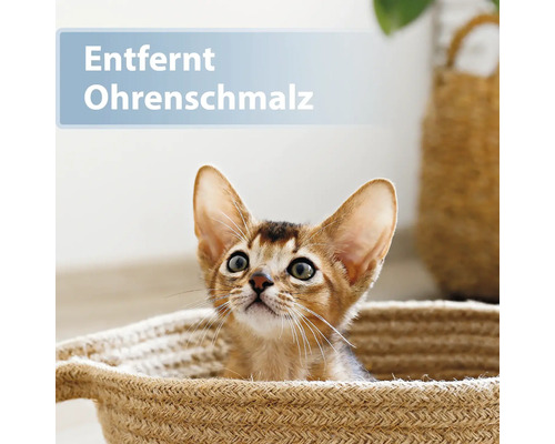 Eine junge Katze sitzt in einem Korb. Entfernt Ohrenschmalz.