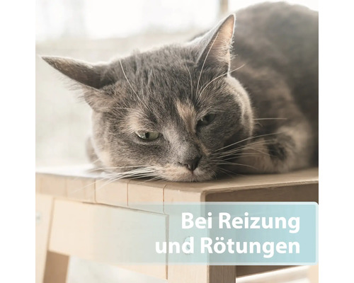 Eine graue Katze liegt auf einem hellen Hocker