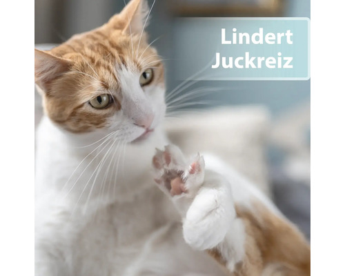 Katze putzt sich mit der Pfote