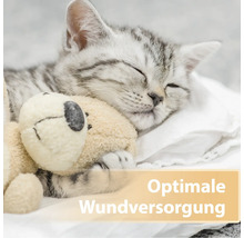 Schlafende Katze mit Teddybär für die Wundversorgung