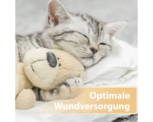 Schlafende Katze mit Teddybär für die Wundversorgung
