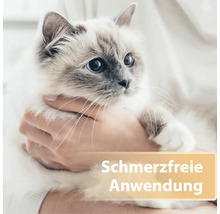 Hände halten Katze, schmerzfreie Anwendung