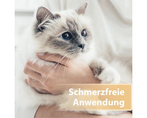 Hände halten Katze, schmerzfreie Anwendung