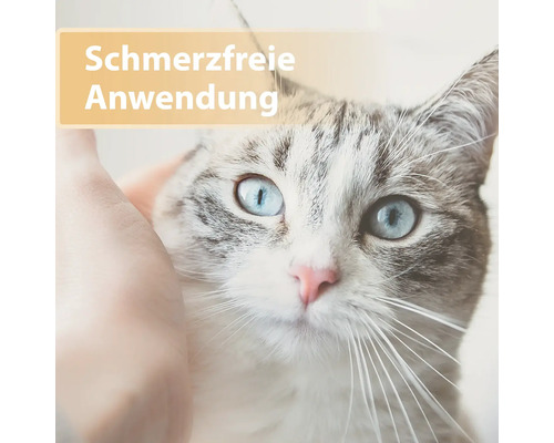Nahaufnahme einer Katze mit dem Text Schmerzfreie Anwendung.