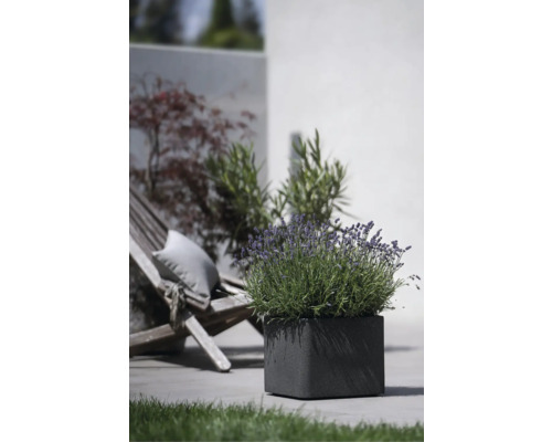 Quadratischer Pflanzkübel mit Lavendel im Außenbereich