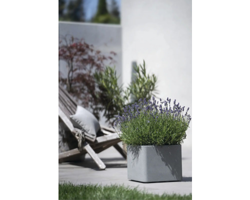 Quadratischer Pflanzkübel aus Stein mit Lavendel im Außenbereich