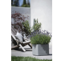 Quadratischer Pflanzkasten mit Lavendel auf einer Terrasse mit Holzliege