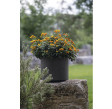 Gelbe und orangefarbene Zwergstrauch-Blüten in einem Pflanzgefäß