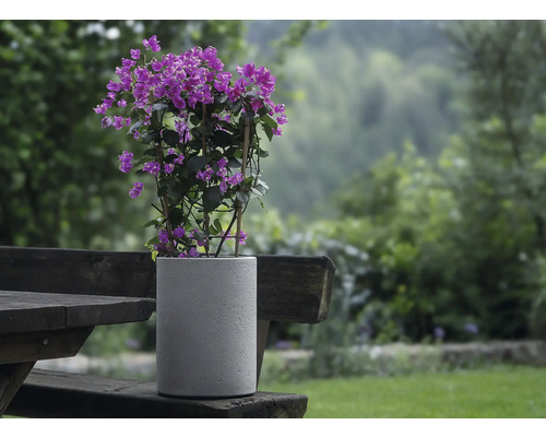 Beton Blumentopf mit Bougainvillea auf einer Holzbank im Garten