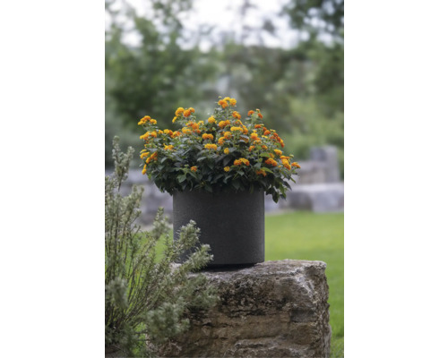 Kübelpflanze mit gelb-orangen Blüten in einem runden, dunklen Pflanzgefäß