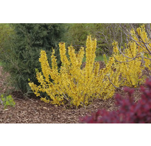 Forsythie im Gartenbeet mit gelben Blüten