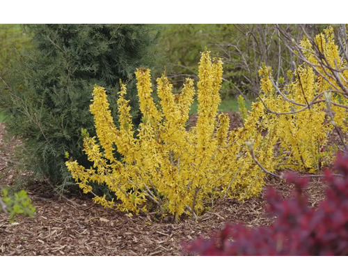 Forsythie im Gartenbeet mit gelben Blüten