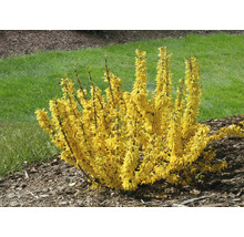 Forsythie Zierstrauch im Garten