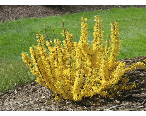 Forsythie Zierstrauch im Garten
