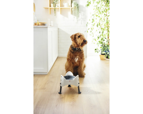 Hund sitzt neben einem erhöhten Futternapf in einem hellen Raum.