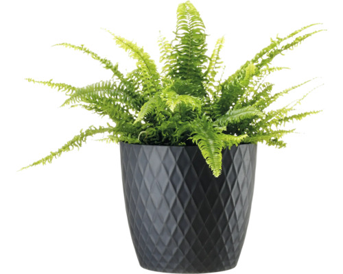 Zimmerfarn in einem Topf mit Rautenmuster