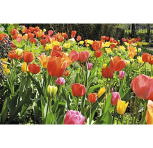 Tulpenfeld mit verschiedenen Farben im Garten