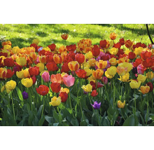 Feld mit roten, gelben und orangefarbenen Tulpen