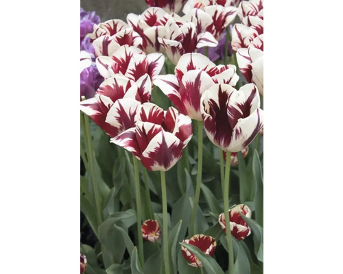 Nahaufnahme von mehrfarbigen Tulpen im Garten.