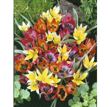 Nahaufnahme von mehrfarbigen Tulpenblüten