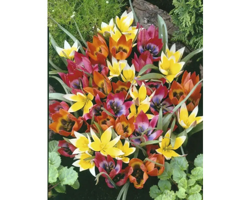 Nahaufnahme von mehrfarbigen Tulpenblüten