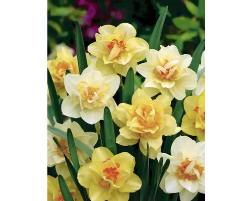 Gelbe Narzissenblüten mit grünen Blättern