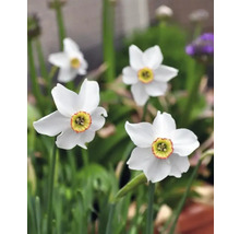 Weiße Narzissenblüten im Garten