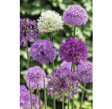 Zierlauch im Gartenbeet