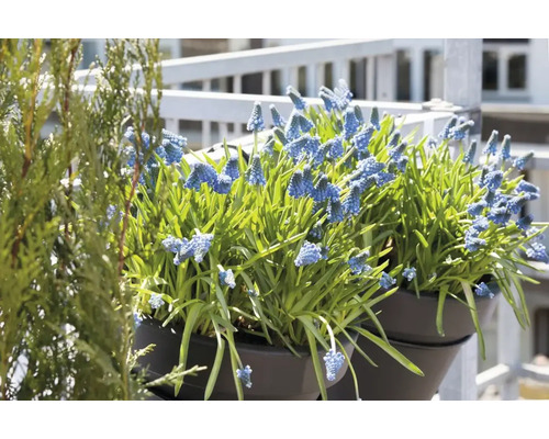 Blaue Traubenhyazinthen in Blumentöpfen auf dem Balkon.