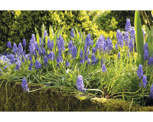 Blütenstand von Traubenhyazinthen im Garten