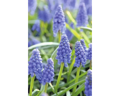 Nahaufnahme von Traubenhyazinthen im Garten.