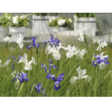 Blumenbeet mit Schwertlilien in Weiß und Blau