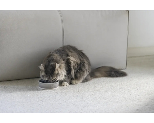 Eine Katze frisst aus einem Futternapf