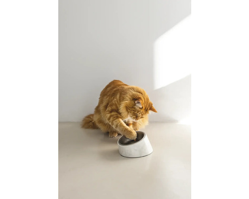 Eine rote Katze fischt mit ihrer Pfote Futter aus einem Futternapf.