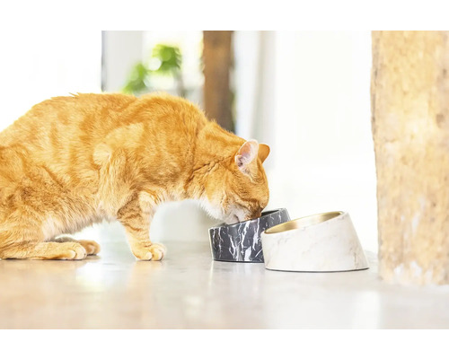 Eine rothaarige Katze frisst aus zwei Futternäpfen mit Marmoroptik.