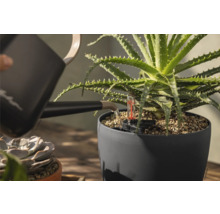 Bewässerung einer Aloe Vera Pflanze in einem grauen Pflanzgefäß mit Wasserstandsanzeige mit einer Gießkanne