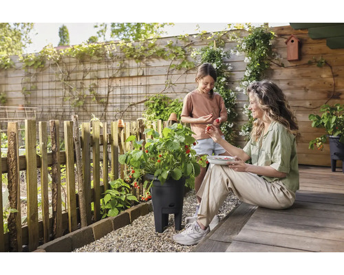 Mutter und Tochter ernten Erdbeeren aus einem Pflanzgefäß im Garten.