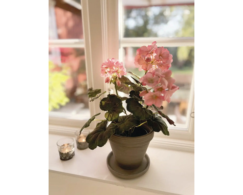 Geranie im Topf auf einer Fensterbank