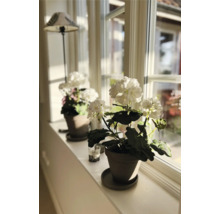 Kunstblume Geranium Metall Kunststoff 40 cm weiß