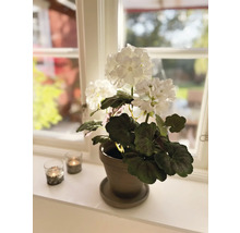 Kunstblume Geranium Metall Kunststoff 40 cm weiß