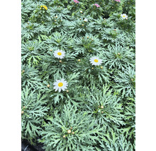 Nahaufnahme von Margeritenblüten mit filigranem Laub