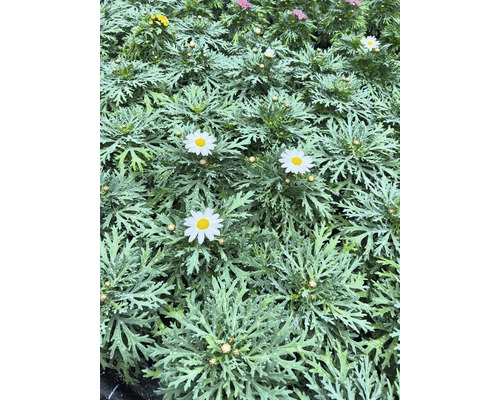 Nahaufnahme von Margeritenblüten mit filigranem Laub