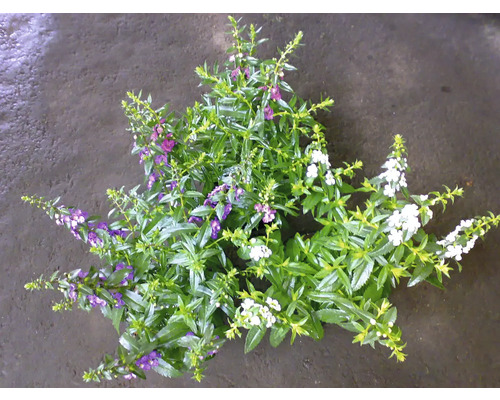 Aufnahme einer Engelwurz Pflanze mit grünen Blättern und weißen und violetten Blüten.