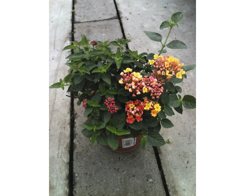 Blütenzauber im Topf: Verbenen-Arrangement für Balkon und Garten