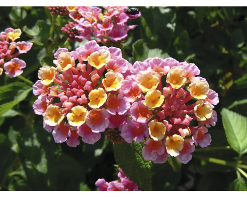 Wandelröschen Lantana camara H ca. 15 cm Ø 25 cm Topf