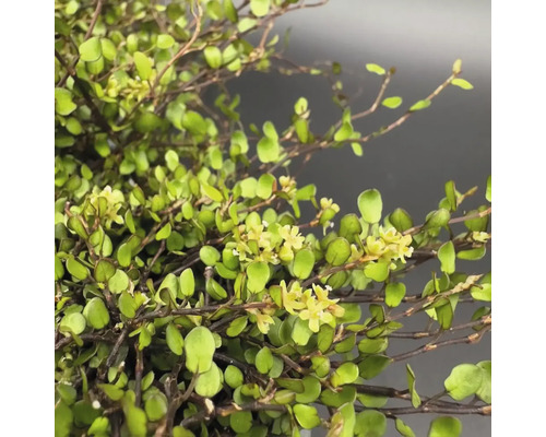 Nahaufnahme einer künstlichen Korallenstrauchpflanze mit Blüten